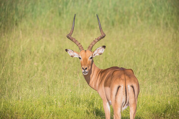 Fototapeta premium Impala in South African Grassland