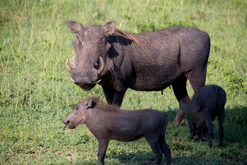 Warthogs at Addo Elephant Park