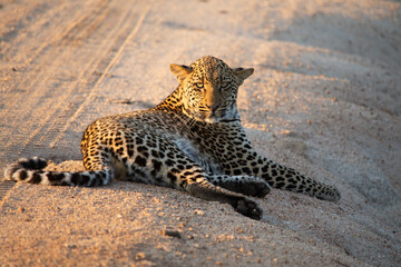 Leopard in Kruger Park