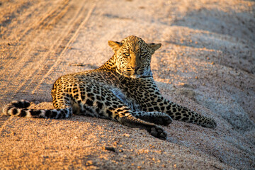 Leopard Resting on Sand