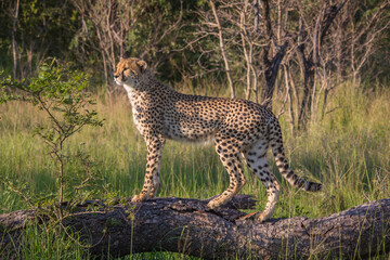 Naklejka premium Cheetah in South Africa