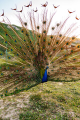 Obraz premium A vibrant peacock displaying its colorful feathers in a lush green landscape during a sunny day