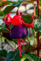 Fuchsien oder Fuchsia. Aus der Familie der Nachtkerzengewächse, Onagraceae