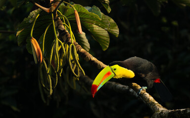 Fischertukan oder Regenbogentukan (Ramphastos sulfuratus) im Regenwald von Costa Rica © SBOR Naturfotografie