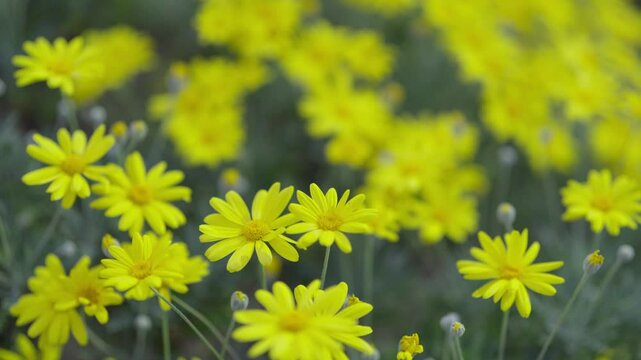 ユリオプスデージーが風に揺れる素材、Euryops daisy、ellow Marguerite、Brighteyes、Gray-leaved euryops、スローモーション