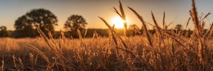 Dry grass field at sunset with the sun in the background