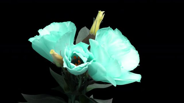 Blue eustoma flower opening on camera - time lapse