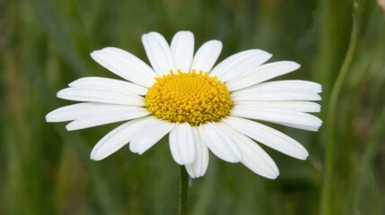 Obraz premium A close-up of a white daisy with a yellow center against a green background.