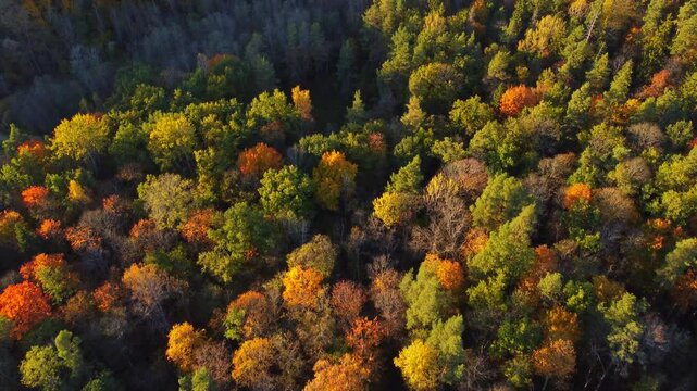 Autumn Foliage Aerial Drone (Overhead Birds Eye). Bright And Vibrant Colors Of Fall Looking Over The Forests Of Gauja National Park; Sigulda, Latvia, Northern Europe.