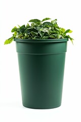 Fototapeta premium Green plant in a green pot.