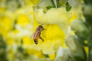 bee on yellow flower