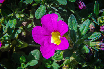 pink and yellow flower