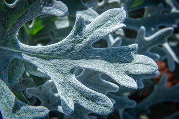 blue and green leaf