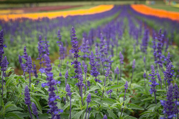 field of lavender