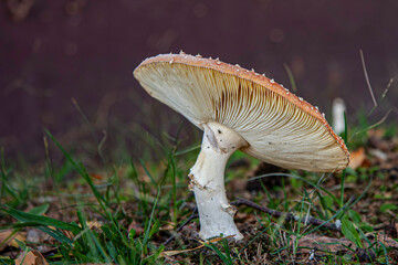 Roter Fliegenpilz, Giftpilz. Aus der Gattung der Wulstlinge