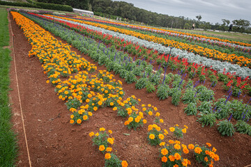 field of tulips