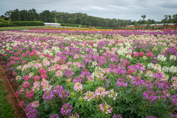 field of tulips in spring