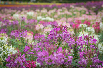 lavender field in region