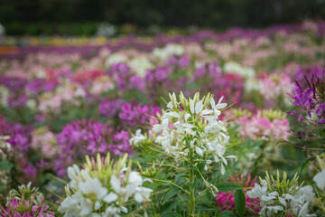 flowers in the garden