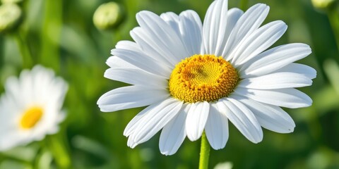 Fototapeta premium A close up view of a vibrant white daisy captures the essence of a sunny day, showcasing the beauty of nature and the delicate features of the white daisy in full bloom.