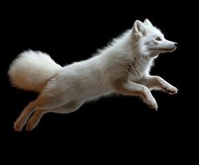 Obraz premium White polar fox isolated on black background