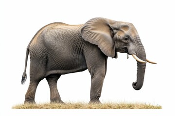 Obraz premium Large African elephant standing, isolated.