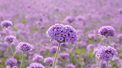Obraz premium field of lavender flowers