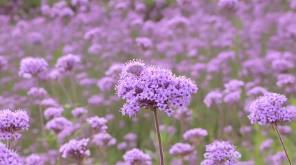 Obraz premium field of lavender flowers