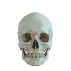 Obraz premium skull isolated on transparent background, front view,