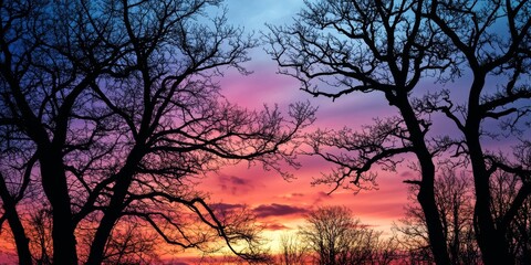 Silhouette of trees against a captivating sky background, creating a striking visual of nature s beauty with a serene atmosphere highlighted by the sky background and tree outlines.