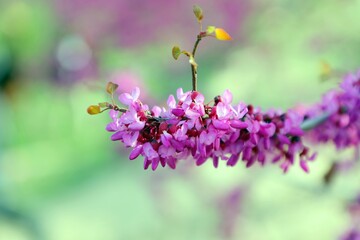 Obraz premium Redbud Tree Blooms - Gulghundi - Parwan, Afghanistan