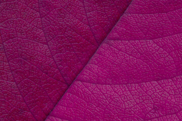 autumnal background: close up of purple cherry tree leaf texture