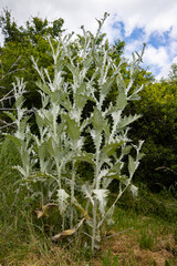 Cotton thistle, also called Onopordum acanthium or Eselsdistel