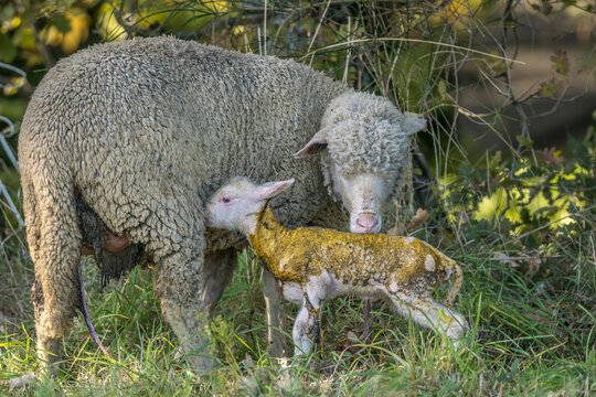 agricultural, agriculture, animal, animals, babies, baby, breast, countryside, drink, earth, eyes, face, farm, farming, farmland, food, grass, grassy, grazing, green, head, herding, innocence, instinc