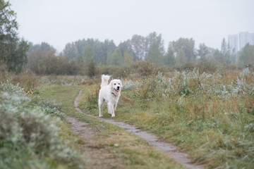 Obraz premium white golden retriever dog runs along the path in the park