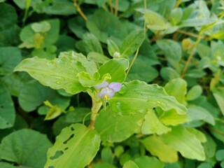 Commelina benghalensis purple color flowers, leaves and drops