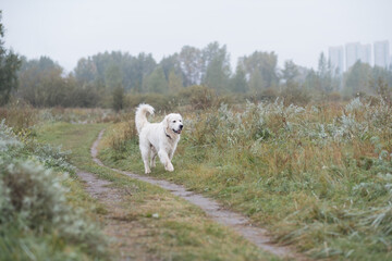 Fototapeta premium white golden retriever dog runs along the path in the park