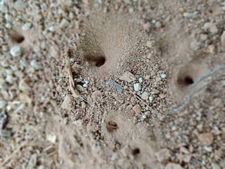 ant nest