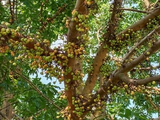 Obraz premium tree in the park