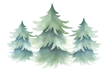 Obraz premium Spruces composition in simple style. Hand drawn watercolor isolated illustration three lush fir trees for Christmas and Happy New Year greeting cards template, festive packaging and landscape designs.