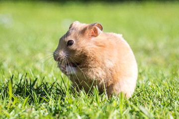 Curious Golden Hamster Exploring Sunlit Garden Grass: A Close-up Portrait of Adorable Pocket Pet's Outdoor Adventure