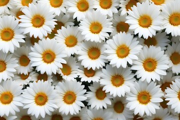 Fototapeta premium A delightful display of white daisies with golden centers, creating a serene and cheerful floral pattern. 