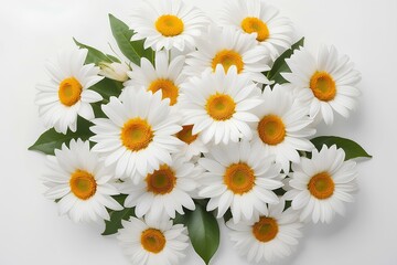 Obraz premium Cluster of white daisies symbolizing purity, nature, and simple elegance. 