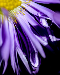 gouttes sur fleur mauve