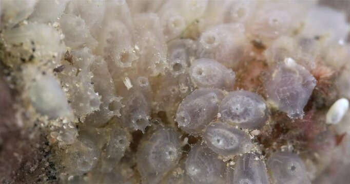 Ascidian Ascidiacea under a microscope, families Molgulidae, subphylum Tunicata. They feed by filtering water, sucking it in one hole and removing it in another. White Sea