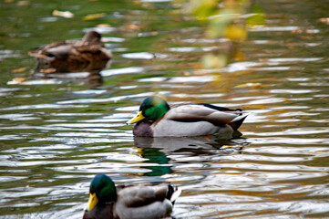 Fototapeta premium Stockenten auf dem Wasser