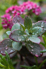 rain drops on a pink flower