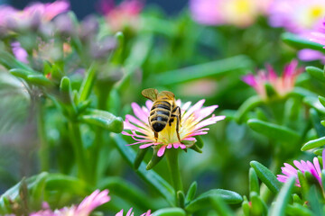 Honeybee on flower 