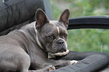 french bulldog portrait