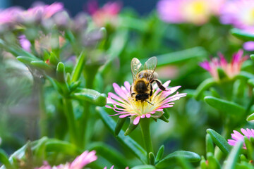 honeybee drinking nectar from a flower